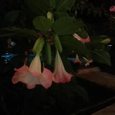 Family Muses Hotell 3*