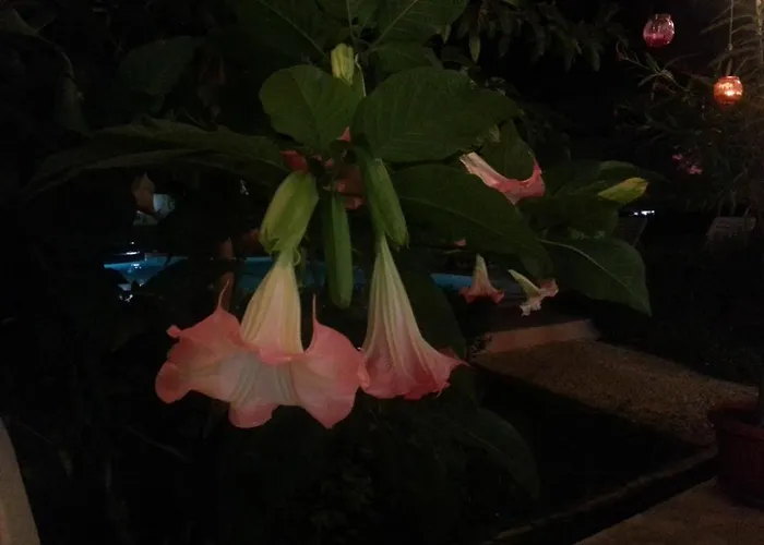 Family Muses Hotel 3*